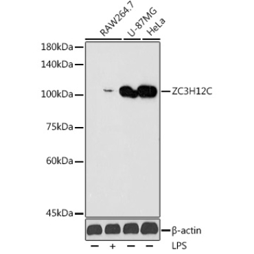ZC3H12C Rabbit Polyclonal Antibody