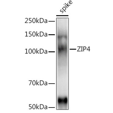 ZIP4 Rabbit Polyclonal Antibody