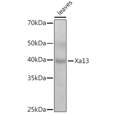 Xa13 Rabbit Polyclonal Antibody