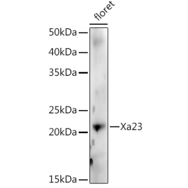 Xa23 Rabbit Polyclonal Antibody