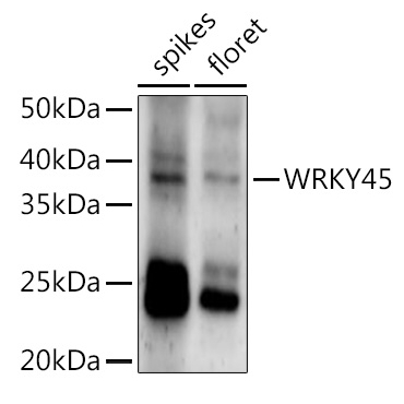 WRKY45 Rabbit Polyclonal Antibody