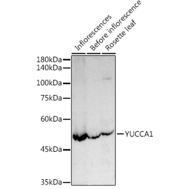 YUCCA1 Rabbit Polyclonal Antibody