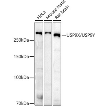 USP9X/USP9Y Rabbit Polyclonal Antibody
