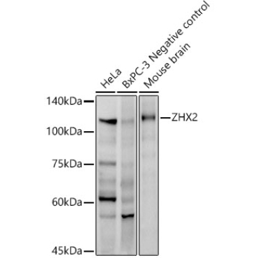 ZHX2 Rabbit Monoclonal Antibody