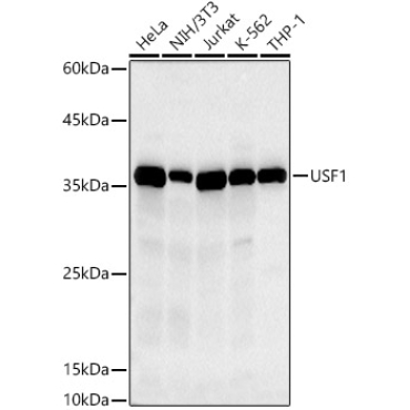 USF1 Rabbit Monoclonal Antibody