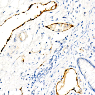 von Willebrand factor (VWF) Rabbit Monoclonal Antibody