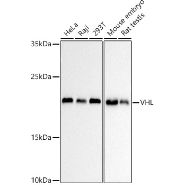 VHL Mouse Monoclonal Antibody