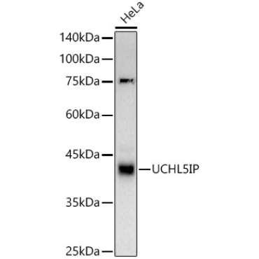 UCHL5IP Rabbit Monoclonal Antibody