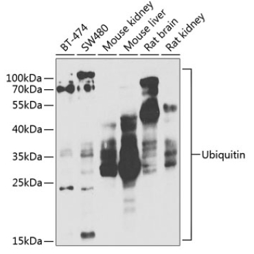 Ubiquitin Rabbit Polyclonal Antibody