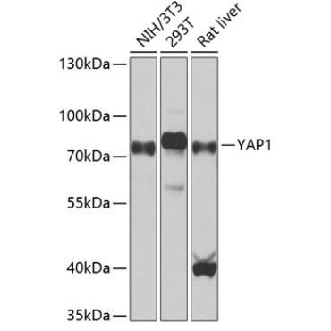 YAP1 Rabbit Polyclonal Antibody