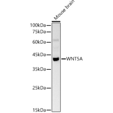 WNT5A Rabbit Polyclonal Antibody
