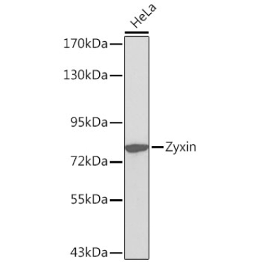 Zyxin Rabbit Polyclonal Antibody