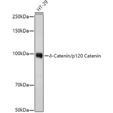 Delta-Catenin/p120 Catenin Rabbit Polyclonal Antibody
