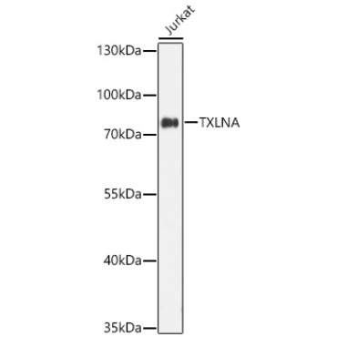 TXLNA Rabbit Polyclonal Antibody