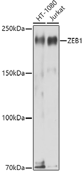 ZEB1 Rabbit Polyclonal Antibody