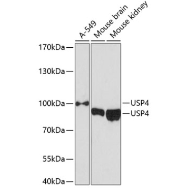 USP4 Rabbit Polyclonal Antibody