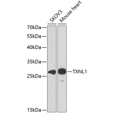 TXNL1 Rabbit Polyclonal Antibody
