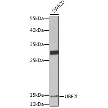 UBE2I Rabbit Polyclonal Antibody