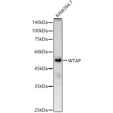 WTAP Rabbit Polyclonal Antibody