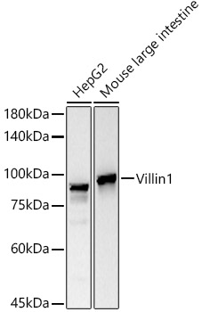 Villin Rabbit Monoclonal Antibody