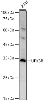 UPK3B Rabbit Polyclonal Antibody