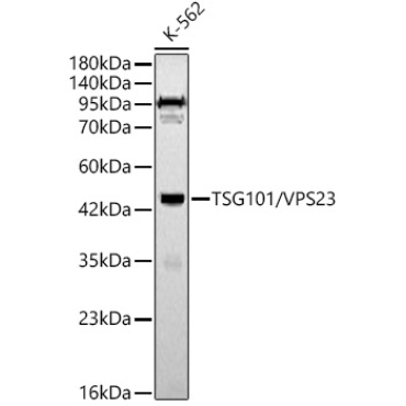 TSG101/VPS23 Rabbit Polyclonal Antibody