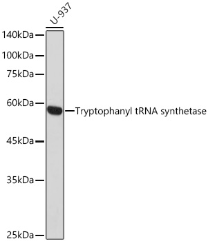 Tryptophanyl-tRNA synthetase 1 Rabbit Monoclonal Antibody