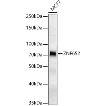 ZNF652 Rabbit Polyclonal Antibody