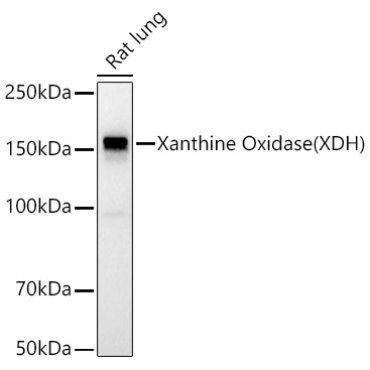 Xanthine Oxidase (XDH) Rabbit PolyMonoclonal Antibody?