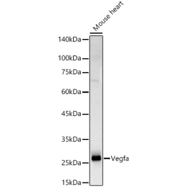 Vegfa Rabbit Polyclonal Antibody