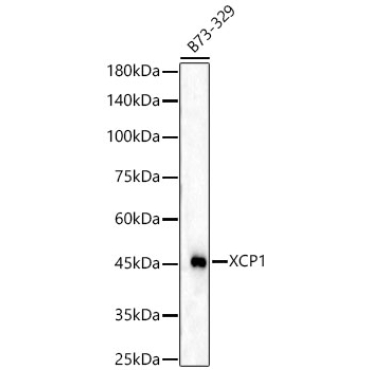 XCP1 Rabbit Polyclonal Antibody