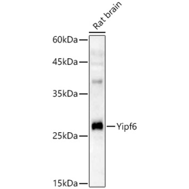 Yipf6 Rabbit Polyclonal Antibody