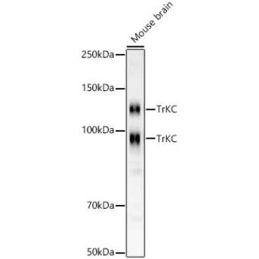 TrKC Rabbit Monoclonal Antibody