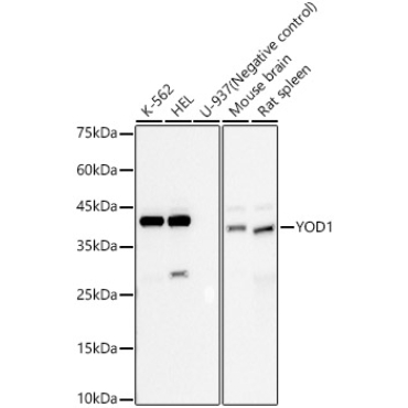 YOD1 Rabbit Monoclonal Antibody