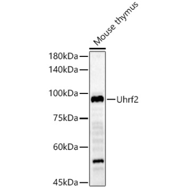 Uhrf2 Rabbit Polyclonal Antibody