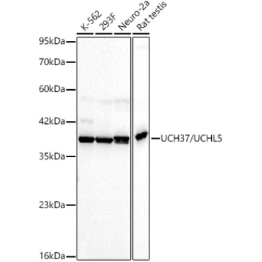 UCH37/UCHL5 Rabbit Monoclonal Antibody