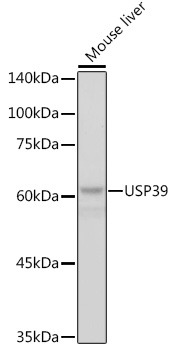 USP39 Rabbit Monoclonal Antibody