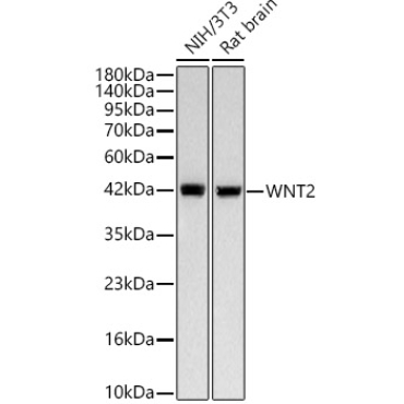 WNT2 Rabbit Monoclonal Antibody