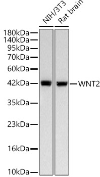 WNT2 Rabbit Monoclonal Antibody