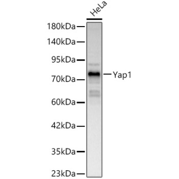 Yap1 Rabbit Polyclonal Antibody