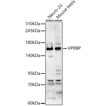 VPRBP Rabbit Polyclonal Antibody
