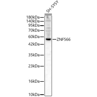 ZNF566 Rabbit Polyclonal Antibody