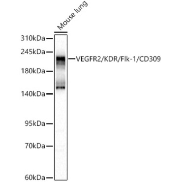 VEGFR2/KDR/Flk-1/CD309 Rabbit Polyclonal Antibody