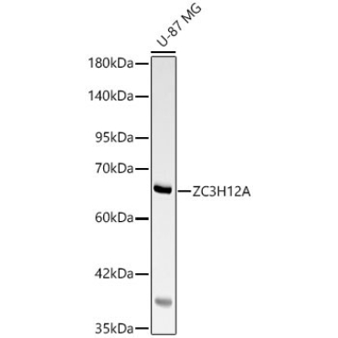 ZC3H12A Rabbit Polyclonal Antibody