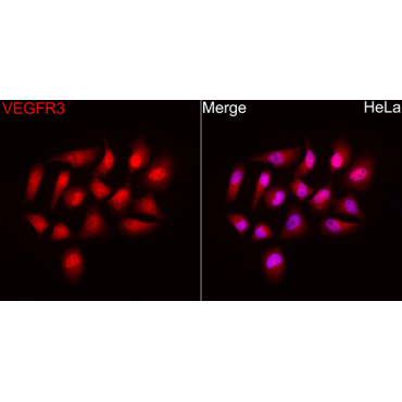 VEGFR3/Flt-4 Rabbit Polyclonal Antibody