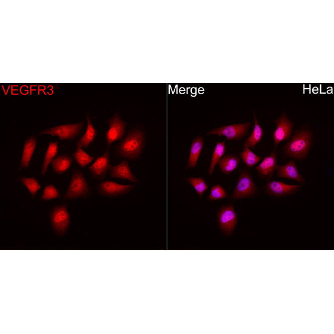 VEGFR3/Flt-4 Rabbit Polyclonal Antibody
