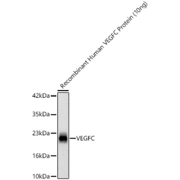 VEGFC Rabbit Polyclonal Antibody