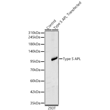 Type S APL Rabbit Polyclonal Antibody