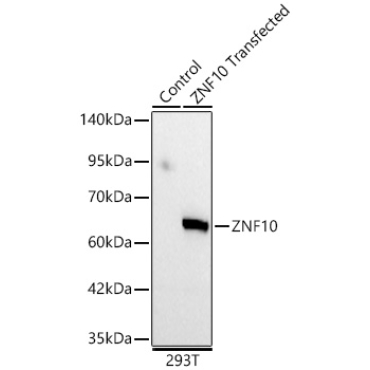 ZNF10 Rabbit Polyclonal Antibody
