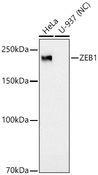 ZEB1 Rabbit Monoclonal Antibody